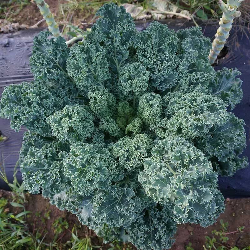 Dwarf Blue Curled Scotch Kale Seeds - 1,500 Non-GMO Heirloom Seeds - Brassica oleracea var. sabellica - Compact & Nutritious