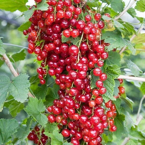 Red Lake Currant Plant - 1 Rooted Starter - Self-Pollinating Fruiting Shrub for Jams & Juices - Ribes rubrum - Zones 3-7