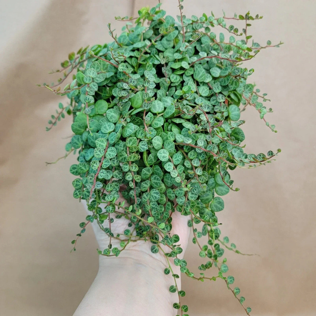 Peperomia Prostrata String of Turtles | 4" Potted Houseplant | Rare Succulent with Turtle Shell Leaves