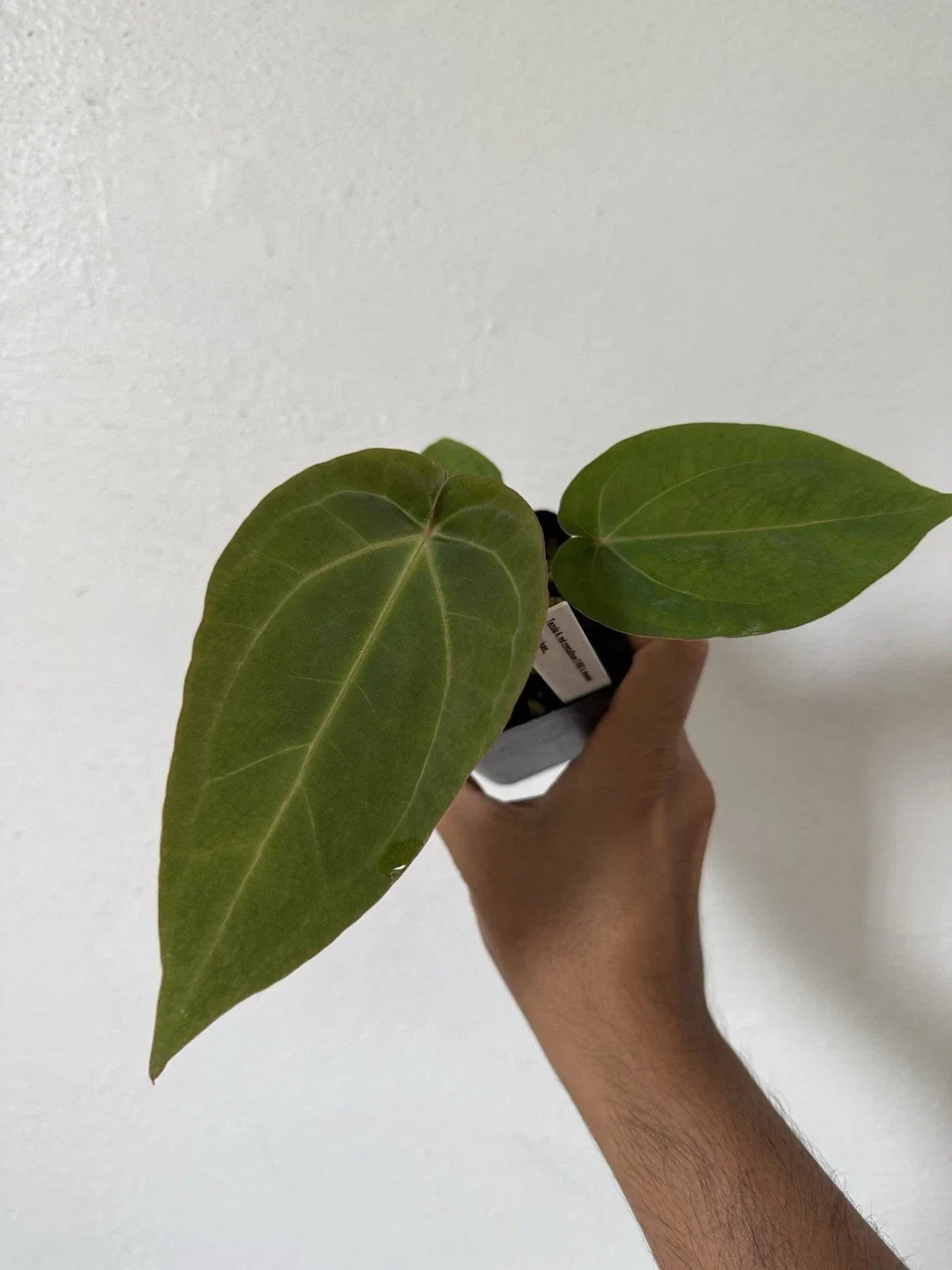 Anthurium Tezula Red Crystallinum X NSE Dressleri Velvet Leaf Plant - Exotic Indoor Houseplant for Home Decor, Anthurium spp.