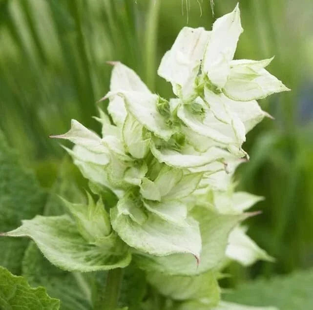 Clary Sage Flower Seeds 100 Count - White Swan Variety (Salvia sclarea) for Garden Planting, Attracts Pollinators