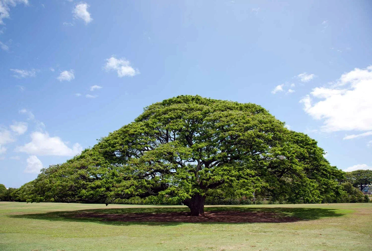 20 Rain Tree Seeds, Monkey Pod "Hitachi," Albizia saman, Rare Tropical Gardening Seeds for Landscaping and Shade