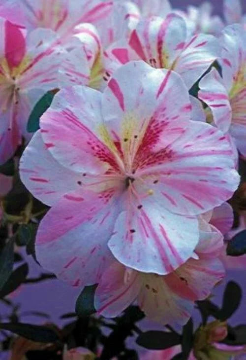 Azalea Starter Plant 4-Inch Pot White with Pink Stripes Rhododendron Deciduous Plant for Garden and Landscape