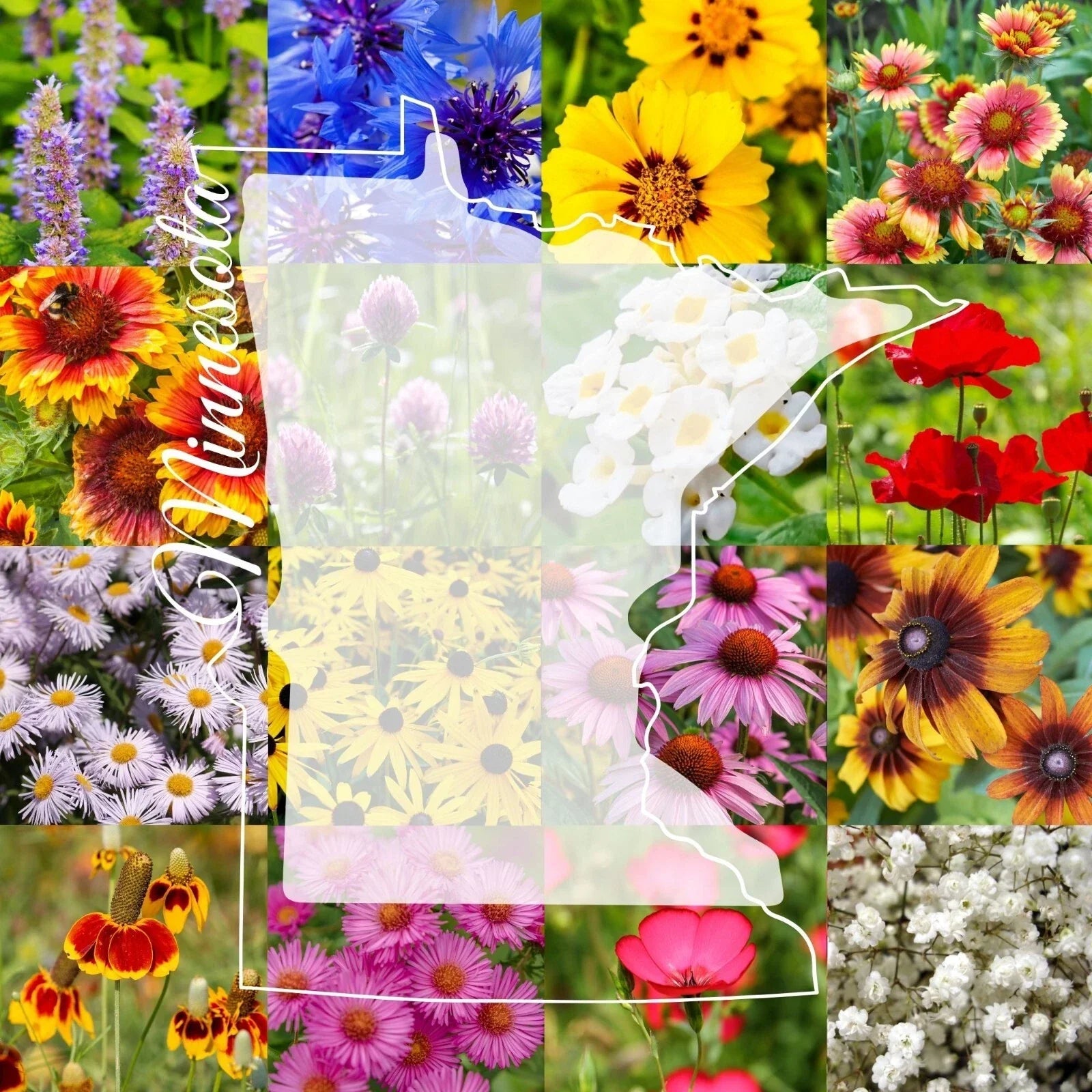 Wildflower Seed Mix 1 lb Bulk Minnesota Variety Native Pollinator Blend Various Native Species for Garden 2,000 sq ft Coverage