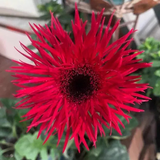 50+ Red Gerbera Spider Daisy Seeds | Gerbera jamesonii | USA Grown | Easy to Grow | Vibrant Flowers for Garden Planting