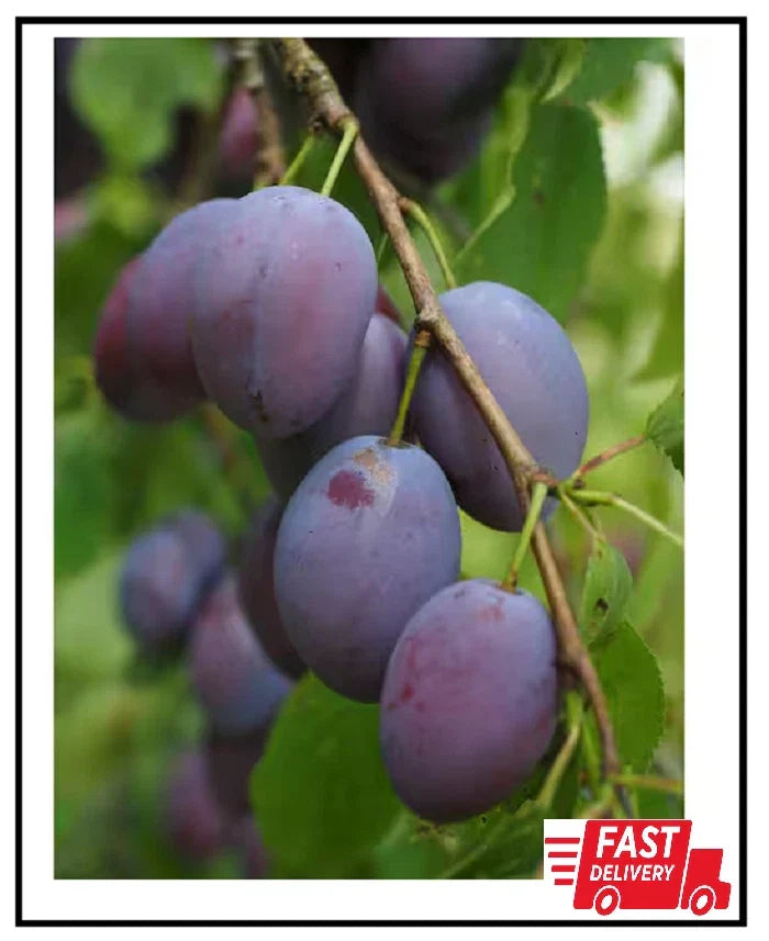 Dwarf Italian Plum Tree Bare Root | Prunus domestica | Compact Fruit Tree for Home Garden, Sweet Plums