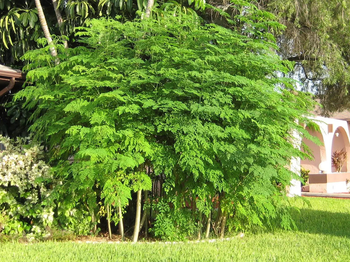Moringa Tree Seeds - 25+ Seeds - Moringa oleifera - Easy to Grow - The Tree of Life - Endless Forest Farms