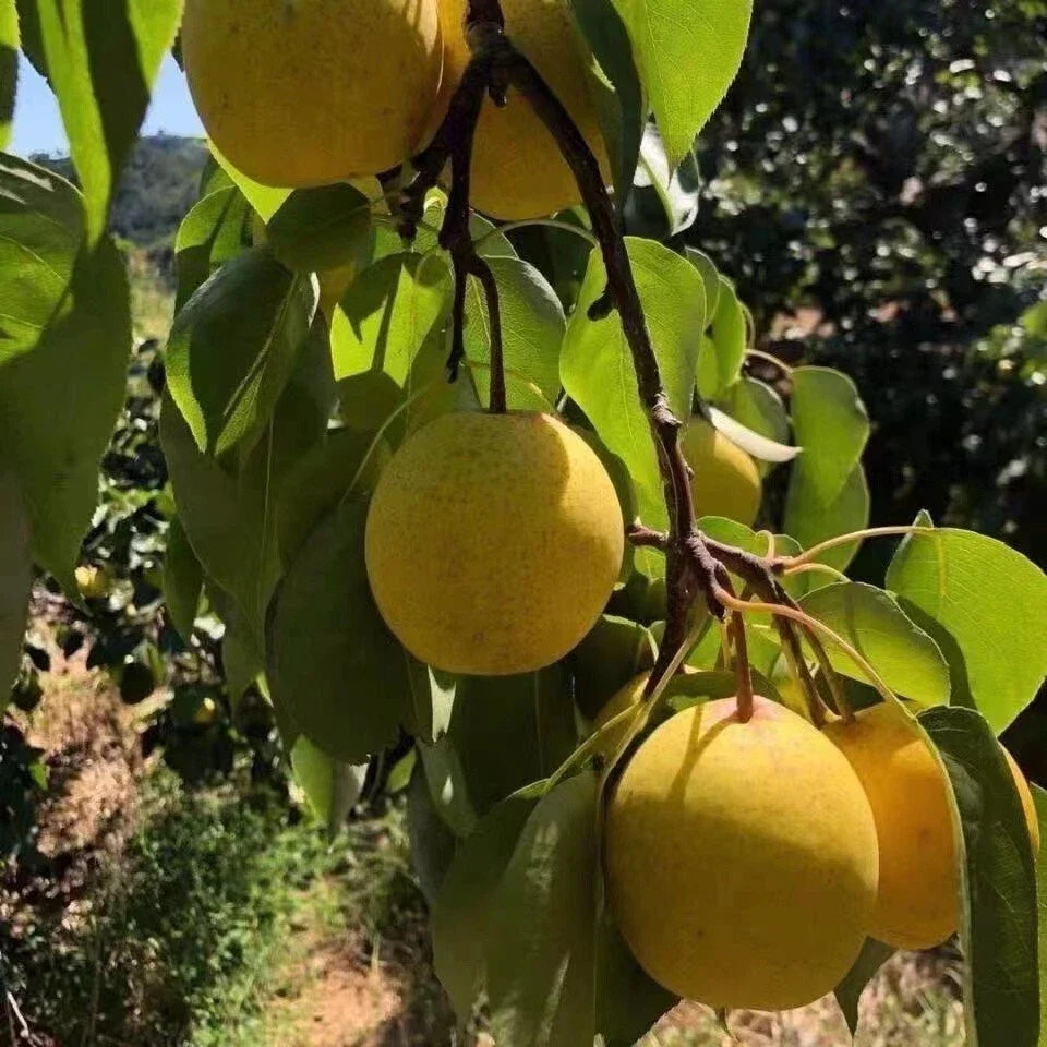 25+ Pear Fruit Tree Seeds, Sweet White Variety, Pyrus communis, USA Seller