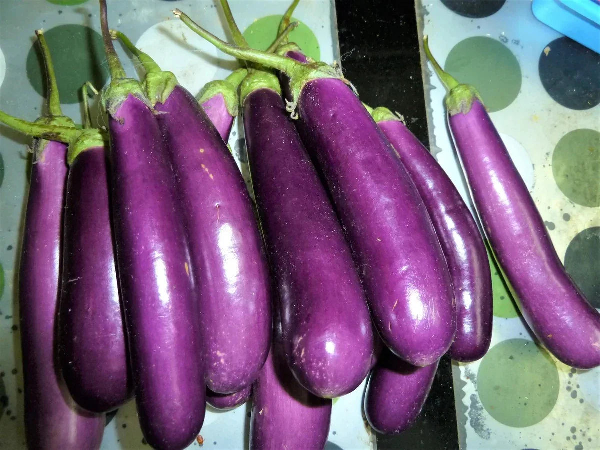 Long Purple Eggplant Seeds - 100+ Heirloom Organic Non-GMO - Solanum melongena for Home Gardening and Container Planting