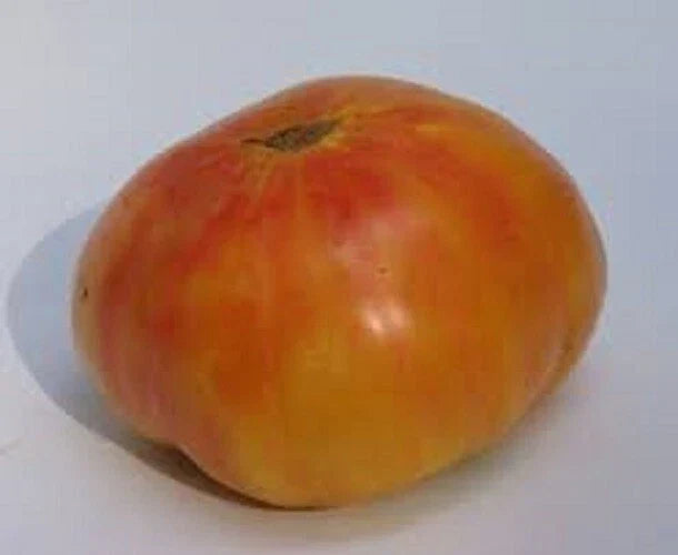 Old German Tomato Seeds - 25 Heirloom Seeds - Solanum lycopersicum - Non-GMO, Yellow-Red Fruits, Disease-Resistant