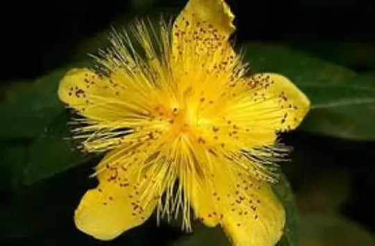 St. John's Wort Seeds, 100 Organic Seeds, Medicinal Herb, Hypericum Perforatum, Yellow Flowers, Easy to Grow