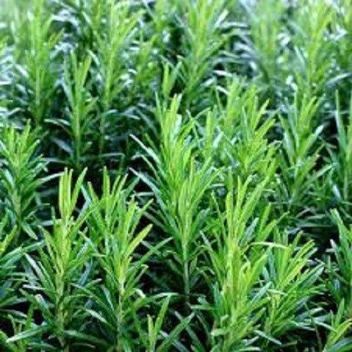 Rosemary Herb Seeds - Heirloom Variety - Aromatic Culinary Herb - Salvia rosmarinus - Easy to Grow, 100 Seeds per Packet