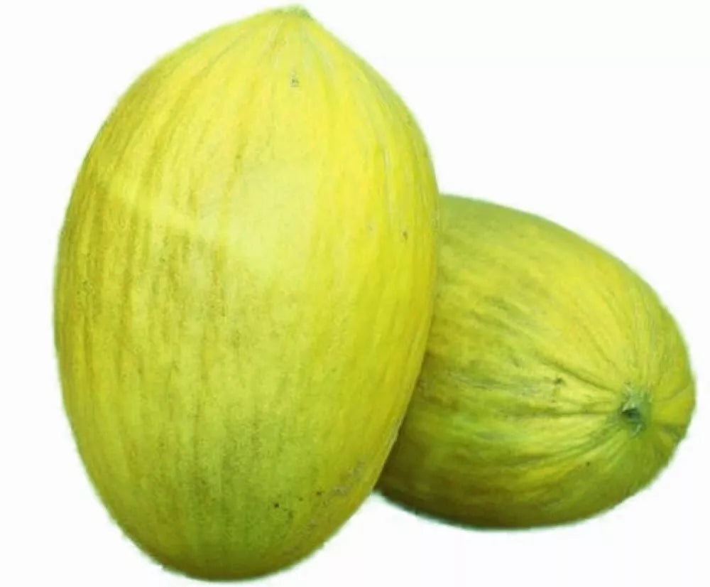 NON-GMO Amarillo Oro Melon Seeds | Heirloom Variety | Cucumis melo | Sweet Yellow Melons for Home Garden