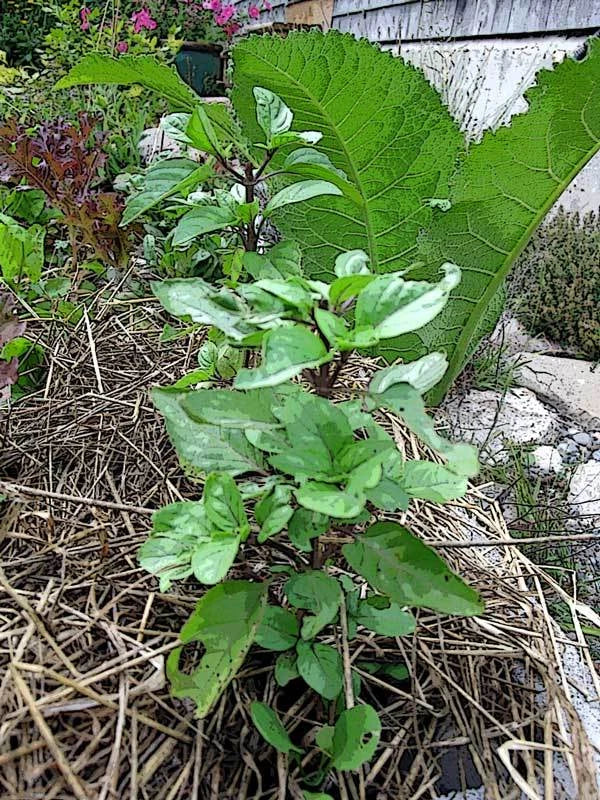 Thai Basil Seeds - 1000 Bulk Culinary Gourmet Seeds - Ocimum basilicum var. thyrsiflora - Ideal for Cooking & Gardening