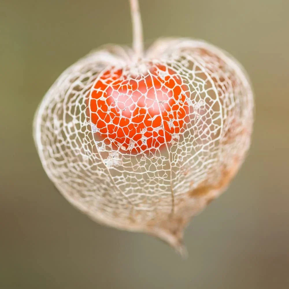 Chinese Lantern Seeds | 100+ Seeds | Bright Orange Blooms | Physalis alkekengi | Perennial Garden Plant