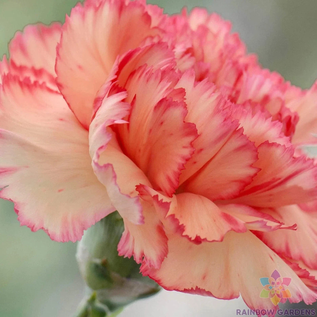 200+ Rock Pink Carnation Seeds, Dianthus caryophyllus, Non-GMO, Easy to Grow for Garden Planting, USA