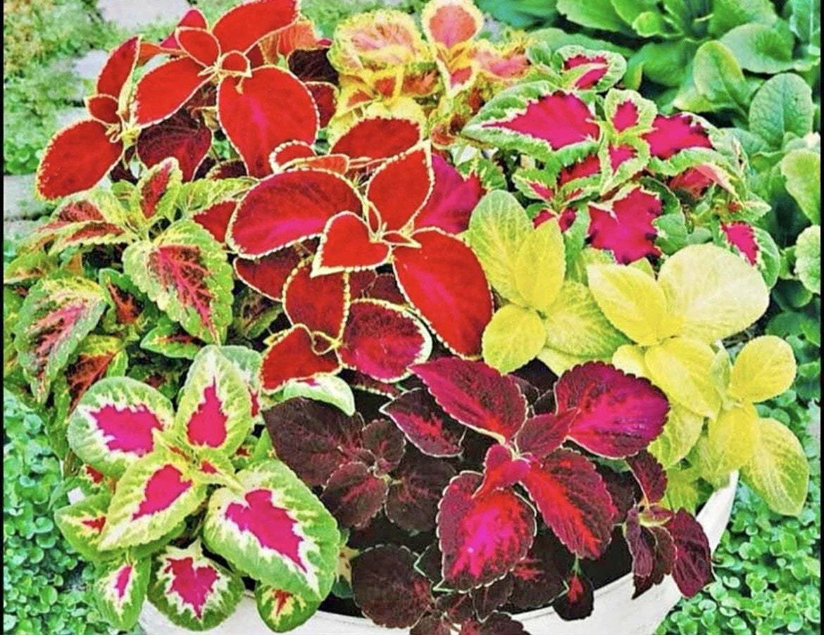 Coleus Seeds - 200 Count Rainbow Mix - Colorful Foliage - Plectranthus scutellarioides - Easy to Grow Annual Plant
