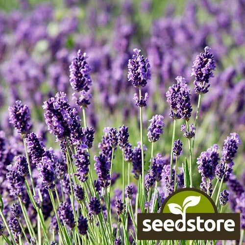 Munstead Lavender Seeds | 100 Heirloom Non-GMO Aromatic Herb Seeds | Lavandula angustifolia | Fragrant Purple Blooms