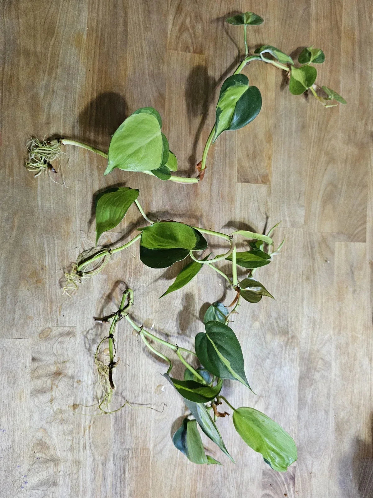 Philodendron Brazil Cuttings - Pre-rooted Dark & Lime Green Variegated Leaves - Philodendron hederaceum 'Brazil'