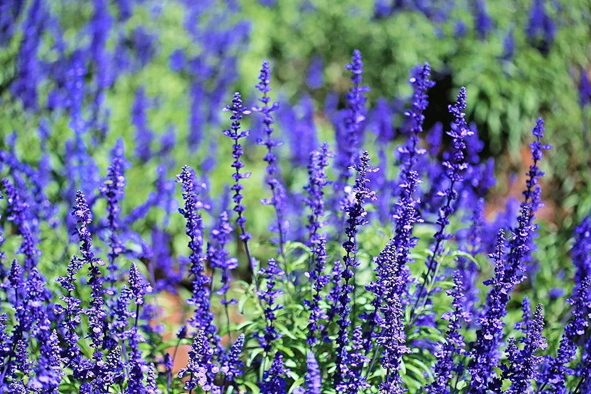 50 Blue Steel Sage Seeds | Easy to Grow Herb | Salvia officinalis 'Blue Steel' | Drought-Tolerant Culinary Plant