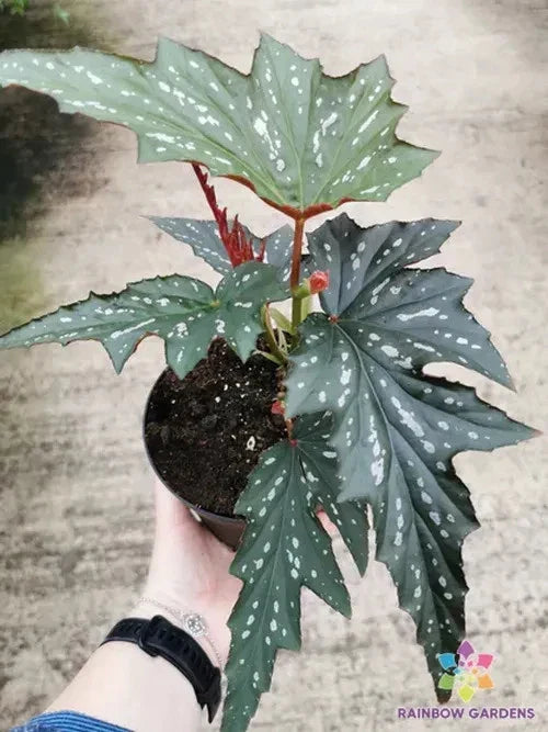 25+ Begonia Seeds - Sophie Cecil - Non-GMO - Begonia x semperflorens - Ideal for Indoor/Outdoor Gardens