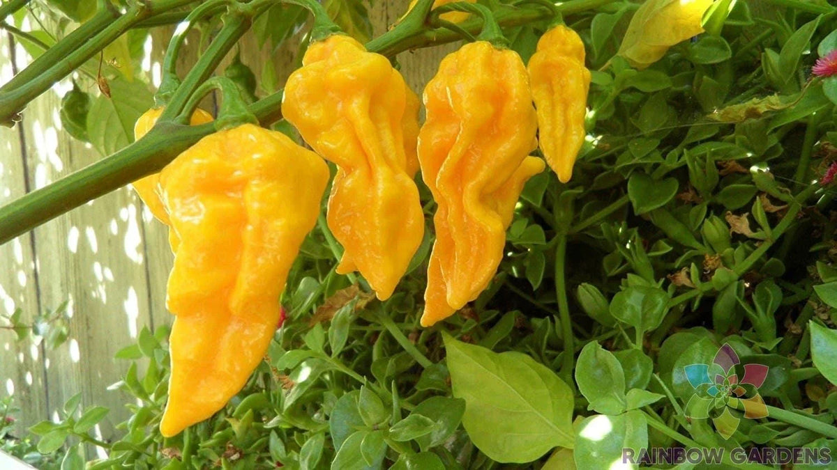 Devil's Tongue Yellow Hot Pepper Seeds - 25+ Count - Capsicum chinense - Non-GMO for Garden Growing