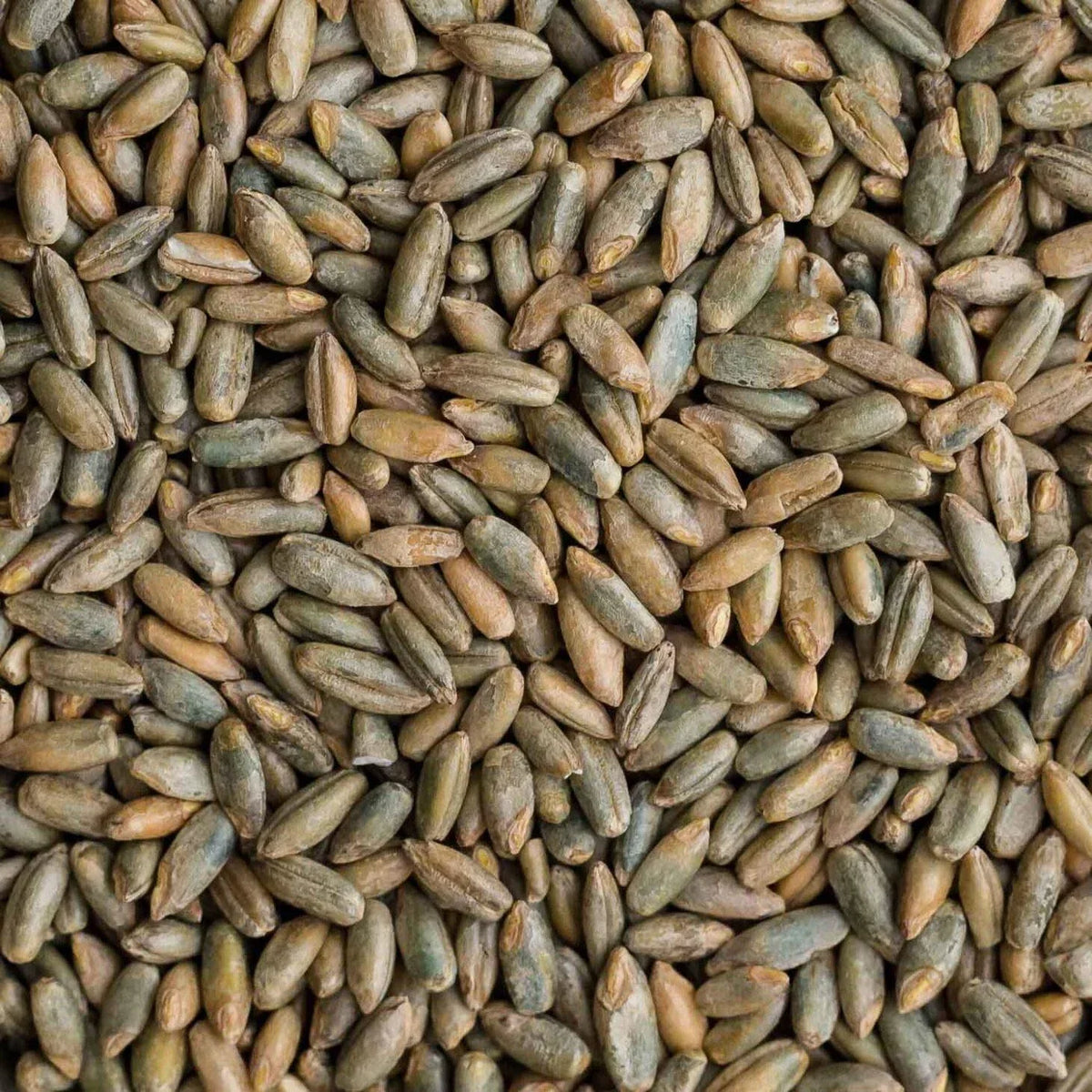 Rye Berries 25 lb Bag - High Fiber & Iron - Secale cereale - Whole Grains for Cooking and Baking - CZ Grain Signature Variety