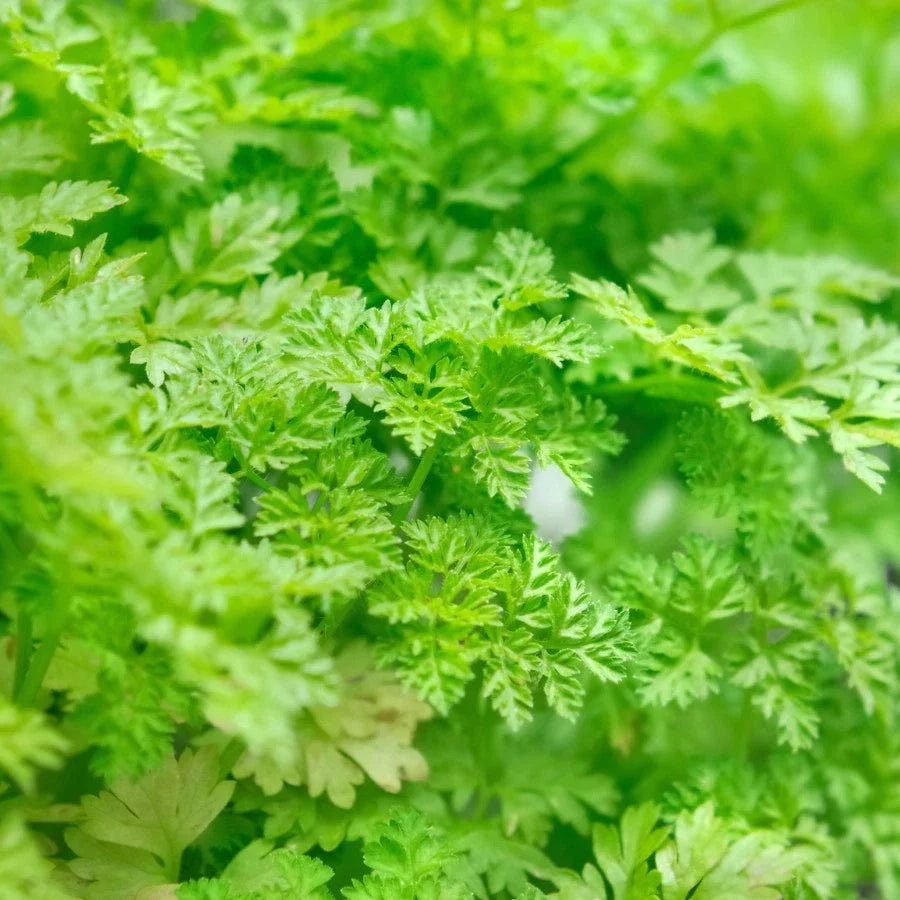 Winter Chervil Seeds, Heirloom Non-GMO French Parsley, Anthriscus cerefolium, Multiple Sizes Available