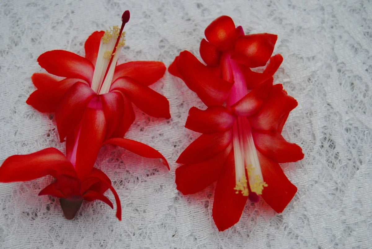 Christmas Cactus Starter Plant - Small Red Planet - Schlumbergera Truncata - Healthy & Well Rooted for Easy Care