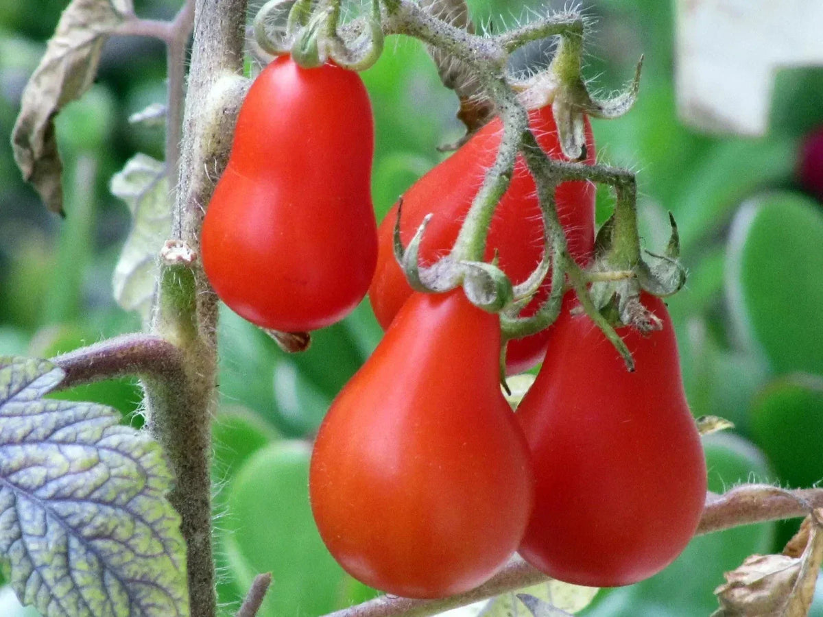 Red Pear Tomato Seeds - 10+ Heirloom Non-GMO Seeds - Solanum lycopersicum - Sweet Flavor, Vibrant Red Color for Home Gardening