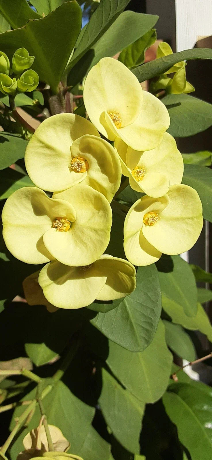 Light Yellow Crown of Thorns Cutting - 1 Count, Euphorbia milii, Succulent for Indoor/Outdoor Gardening