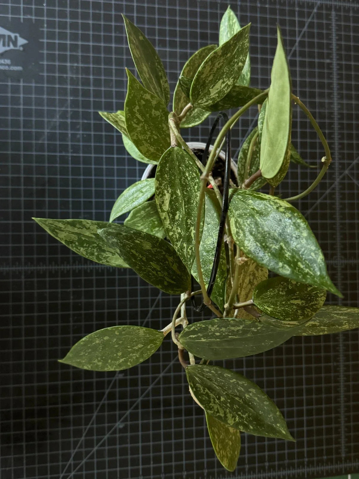 Hoya Cutting 1 Node Hoya Rangsan Rare Indoor Plant Propagation Hoya sp. Perfect for Plant Enthusiasts and Collectors
