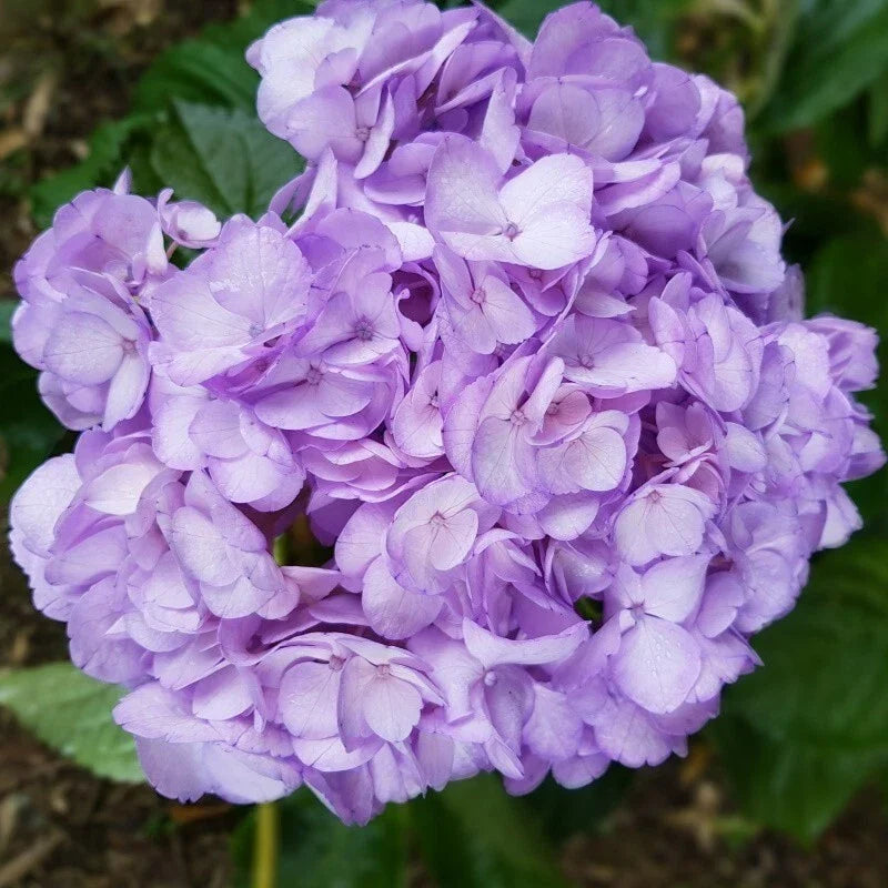 Light Purple Hydrangea Seeds - 5 Perennial Flower Seeds - Hydrangea macrophylla - Easy to Grow, Attracts Pollinators