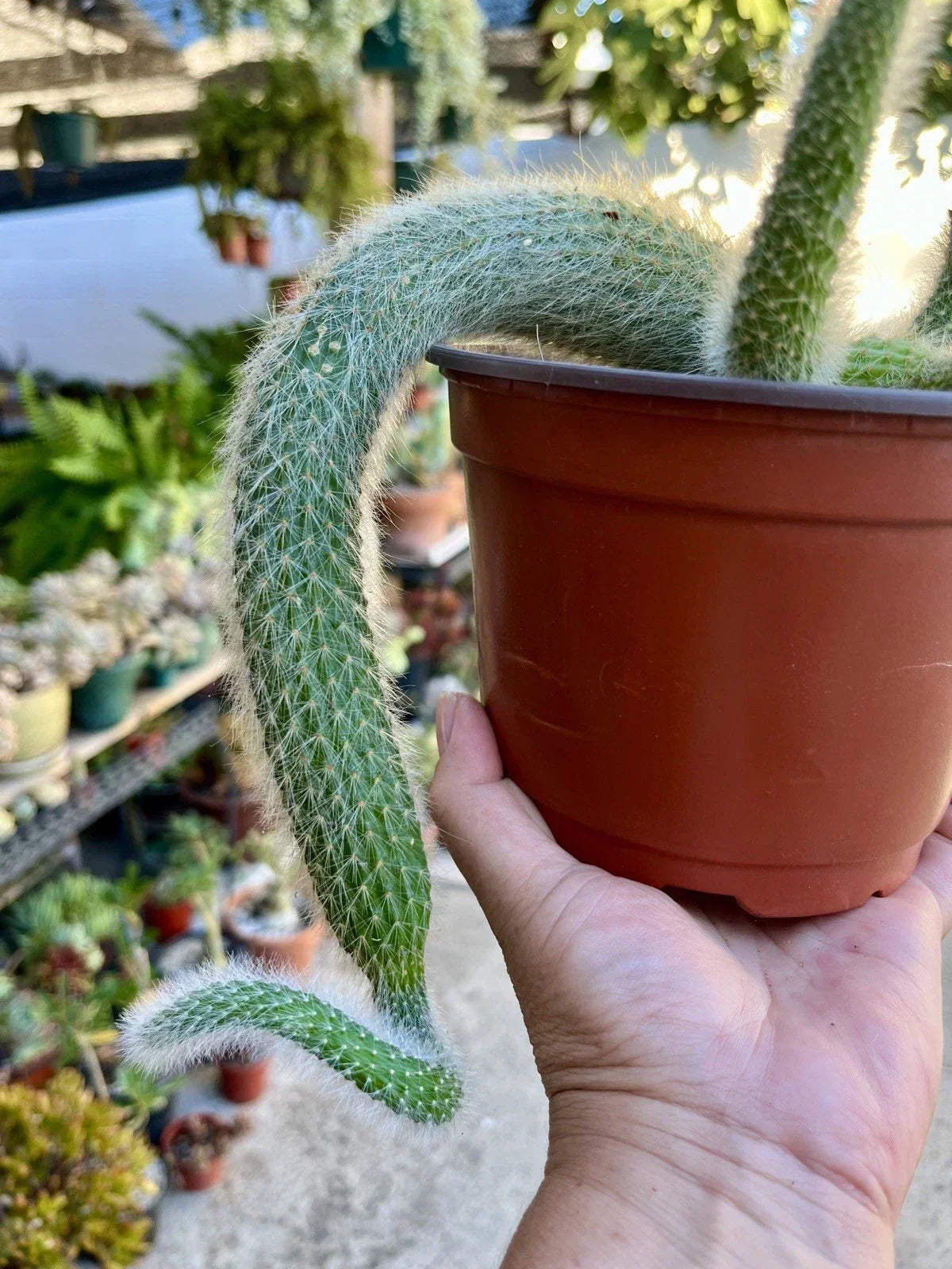 Monkey Tail Cactus Cuttings - 3 Naked Root Cuttings - Unique Trailing Cactus (Cleistocactus colademononis)