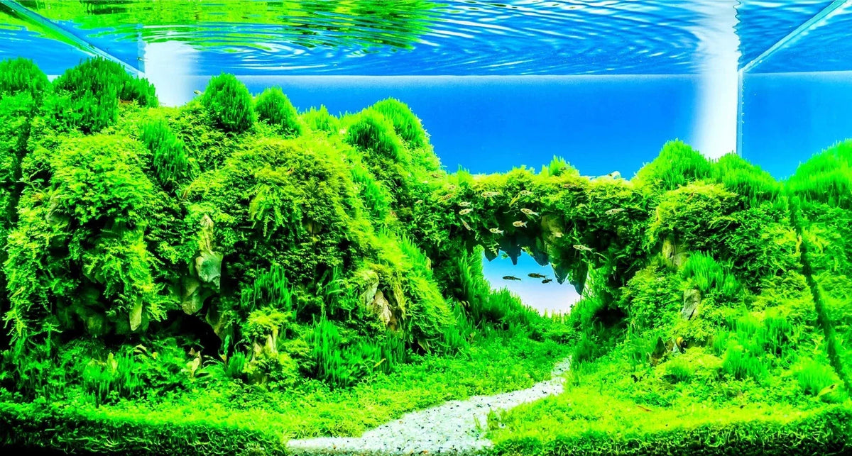 Dwarf Hairgrass Seeds - 50 Seeds - Eleocharis parvula - Aquatic Plant for Aquarium Landscaping