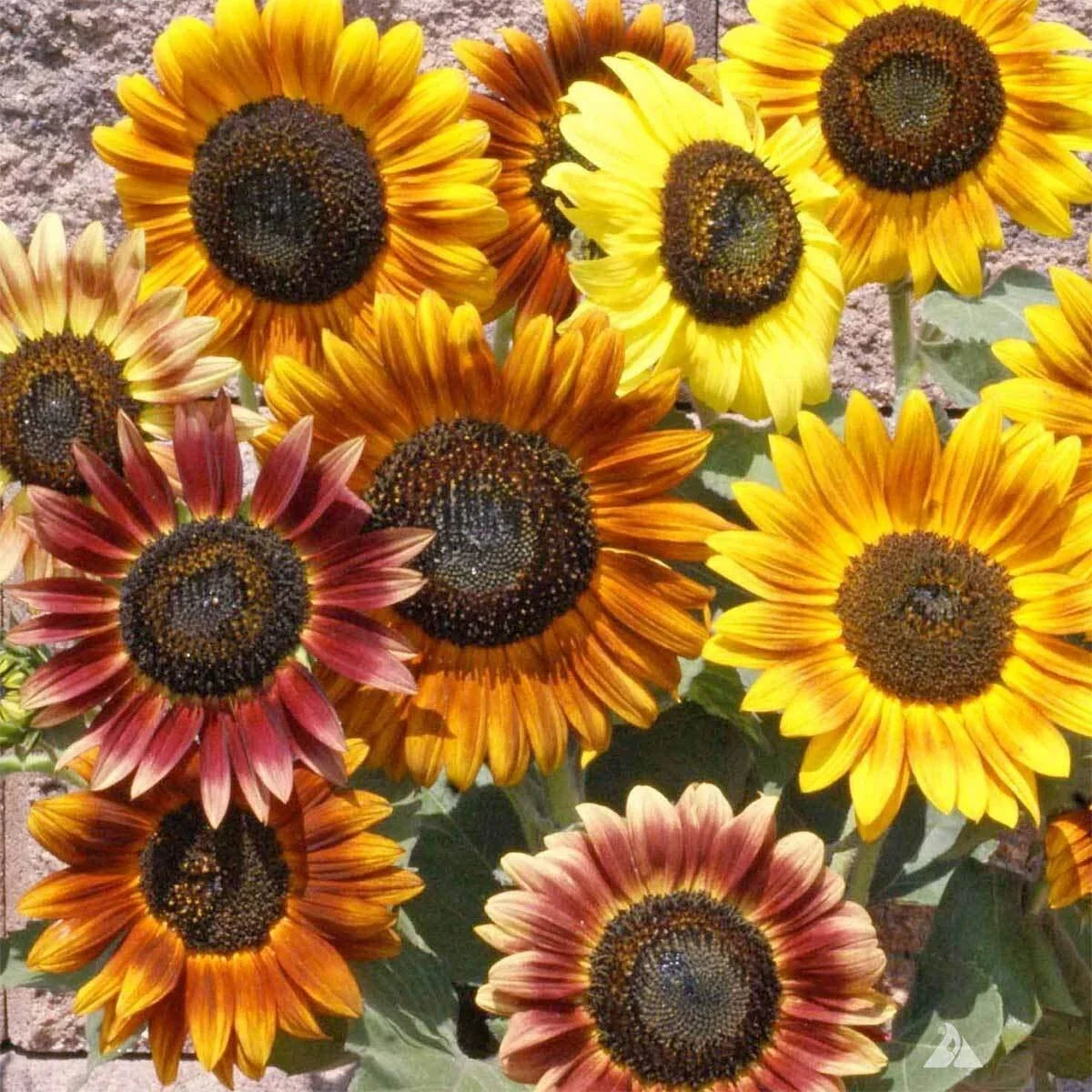 Sunflower Seeds Mix 100+ Count Crazy Mix 15+ Varieties Helianthus annuus Easy to Grow Pollinator Friendly Garden Seeds