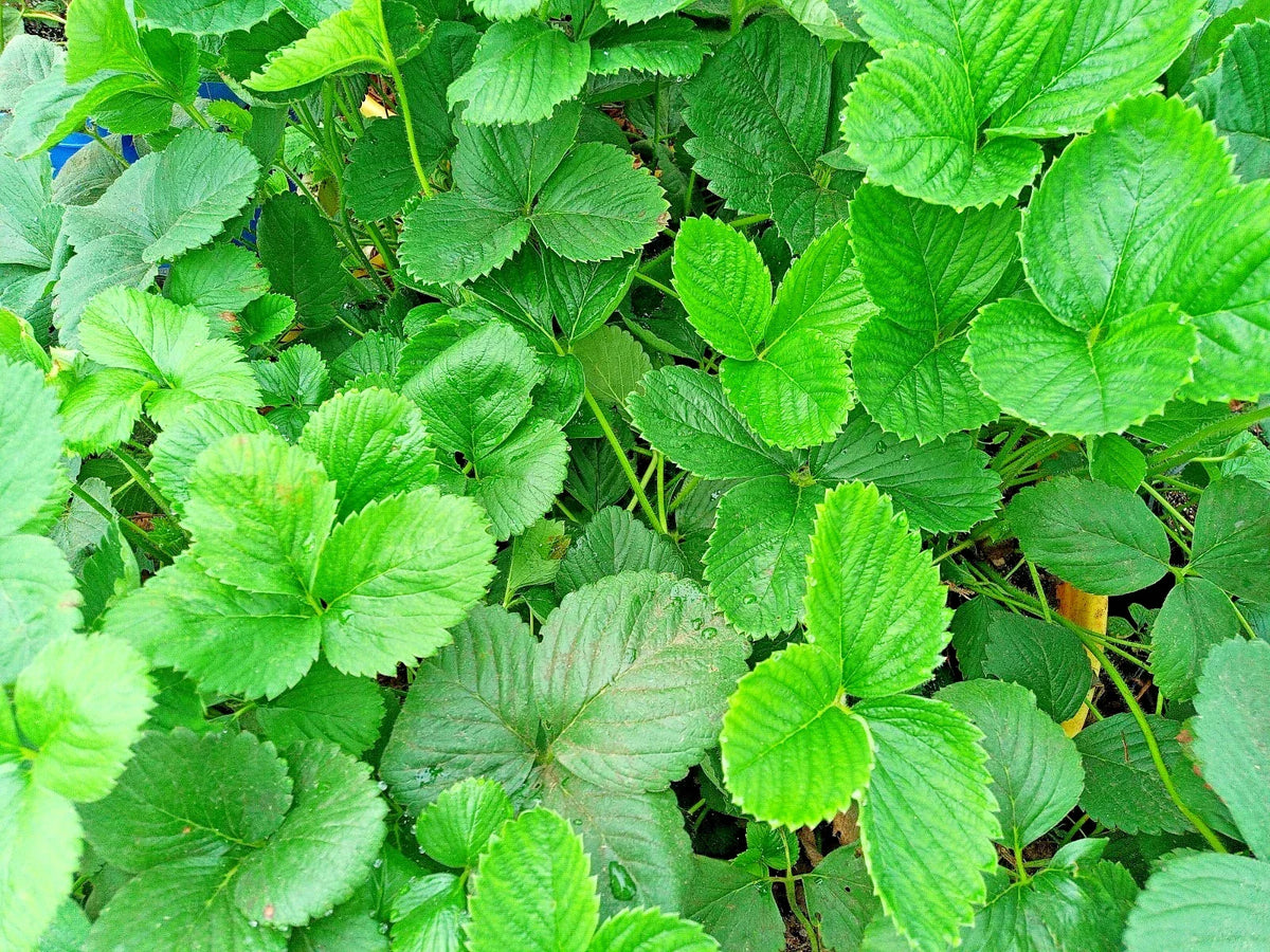 Strawberry Runner Live Plant 1 Gallon Pot Fast Spreading Fragaria × ananassa for Home Garden or Container Planting