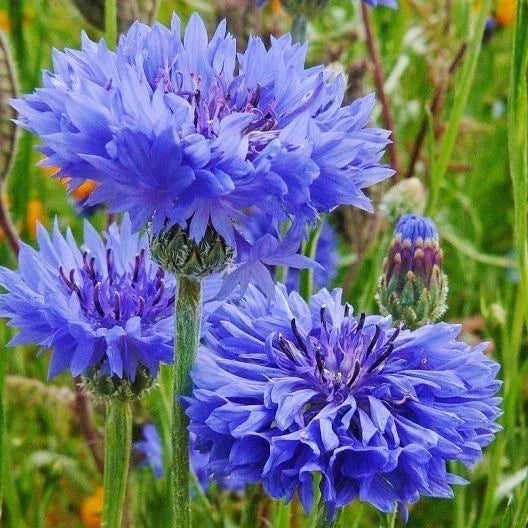 Blue Cornflower Seeds - 200+ Tall Bachelor Button Flower Seeds - Centaurea cyanus - Easy to Grow, Vibrant Blue Blooms