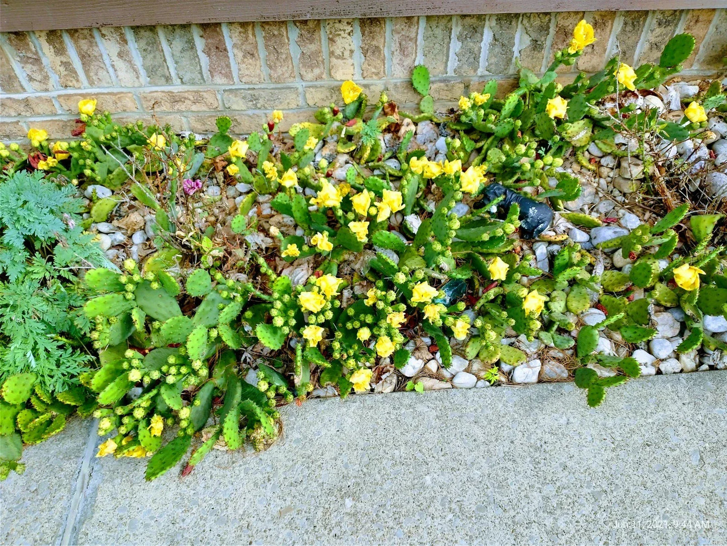 Prickly Pear Cactus Pads - 10 Healthy Pads with Yellow Flowers - Winter Hardy Opuntia spp. for Indoor/Outdoor Gardens