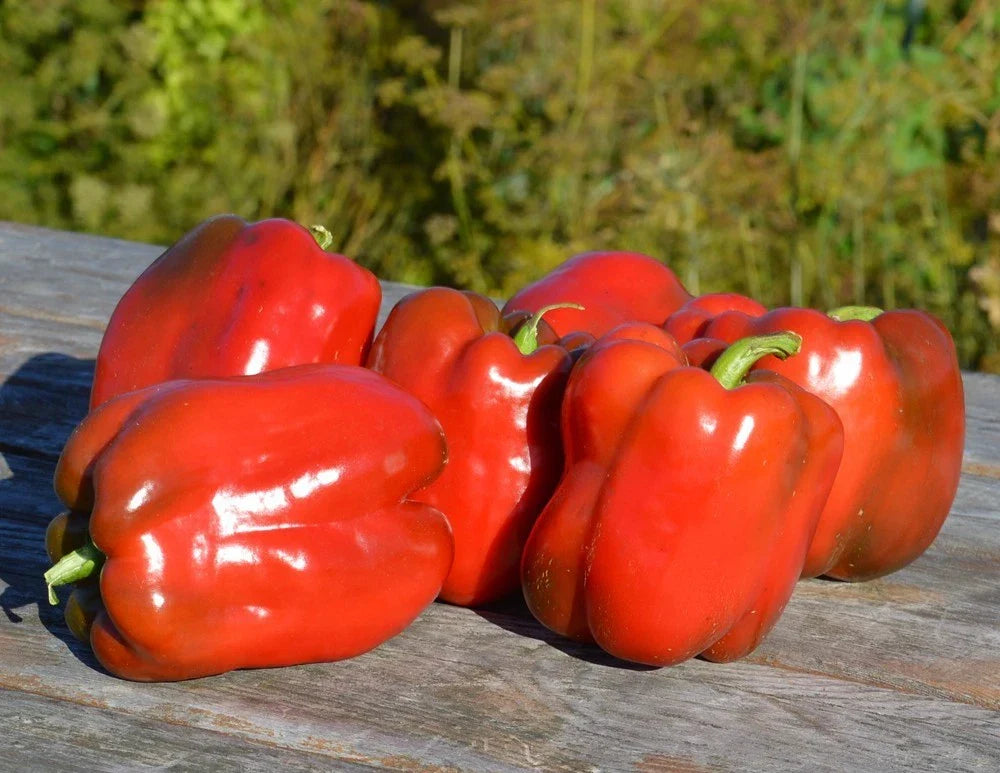 Big Red Sweet Pepper Seeds - 25 Pack - Capsicum annuum - Non-GMO, High Germination, Ideal for Garden or Containers