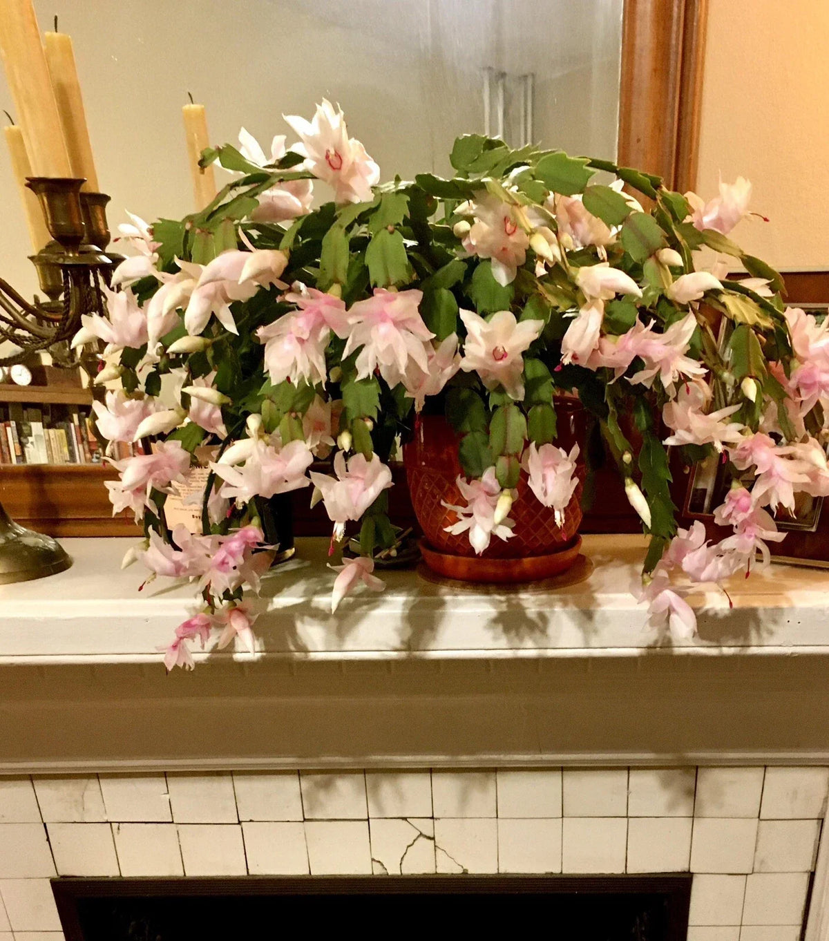 Thanksgiving Cactus Cuttings - 3 Segments - Rare Peach Beauty - Schlumbergera truncata - No Roots for Indoor Gardening