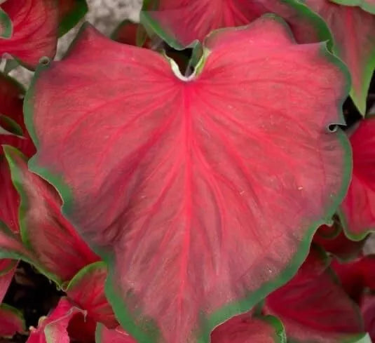 Caladium Bulbs 6 Pack Red Ruffles Perennial Plant - Caladium bicolor - Vibrant Heart-Shaped Foliage for Shade Gardens