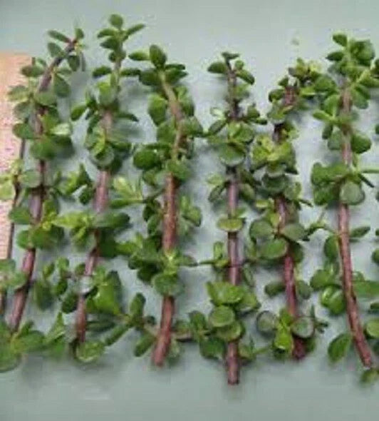 Dwarf Jade Cuttings 11 Pack - Green Red Stem Elephant Bush Succulent - Portulacaria Afra