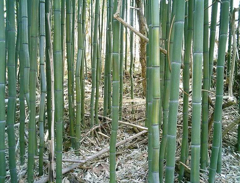 Yellow Groove Bamboo Rhizome Cuttings 3ct | Phyllostachys aureosulcata | Hardy for Zone 5 | Fast-Growing Privacy Plant