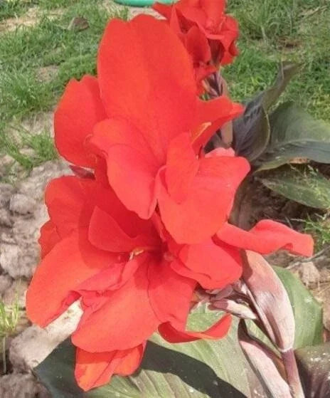 Canna Lily Seeds 10 Pack Atlantic Beauty Bright Red Flowers Canna indica