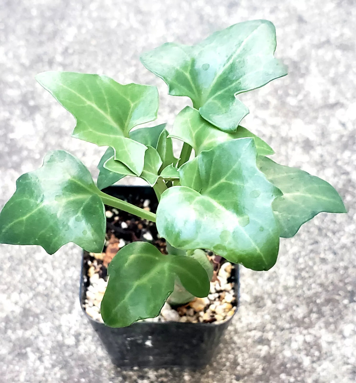 Candle Plant 2" Potted Succulent Senecio Articulatus Rare Unique Indoor Decor