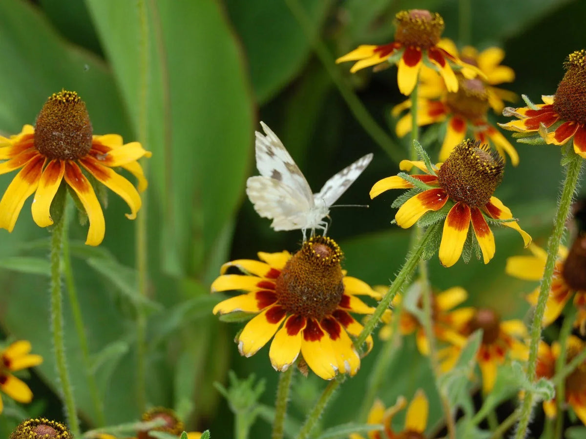 Coneflower Seeds - 1001+ CLASPING Yellow Wildflower for Pollinators - Rudbeckia amplexicaulis - Easy to Grow, Drought-Tolerant