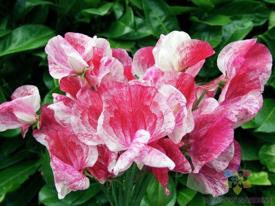 Sweet Pea Seeds 50+ Pack America Variety Lathyrus odoratus Non-GMO Garden Planting Flowers