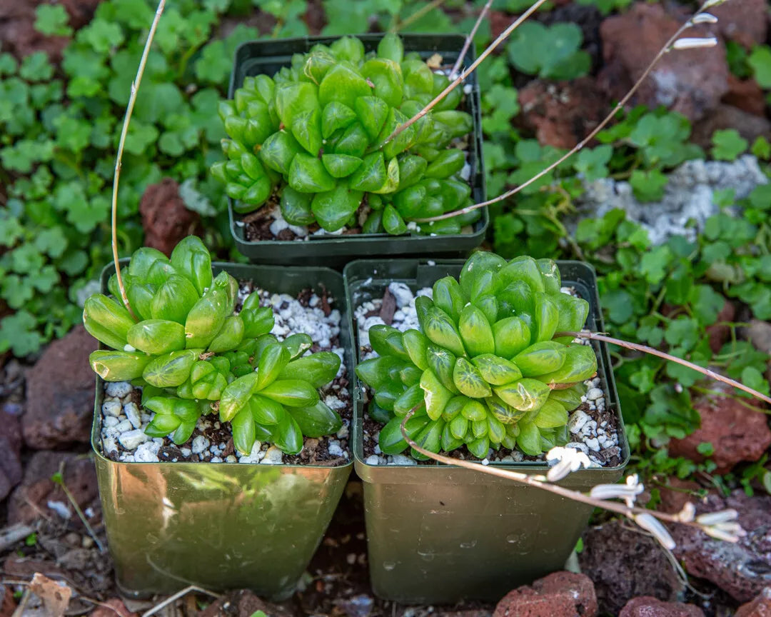 Haworthia Cymbiformis Obtusa Plant - 3.5" Multi-Head Succulent - Rare Rosette-Forming Variety - Perfect for Indoor Gardens