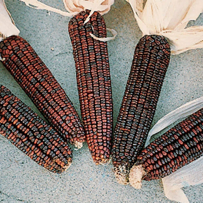 Ornamental Corn Seeds - Bloody Butcher - Fresh Seeds - Zea mays - Deep Red Kernels for Unique Garden Displays